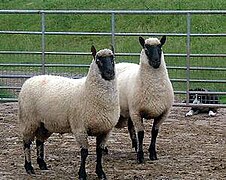 One-year-old rams from the Guifron Flock in England