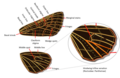 Noctuidae Wings Figure 5