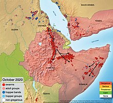 Position and trajectory of the remaining locust swarms in the Horn of Africa and Yemen, October 2020
