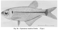 Tyttocharax madeirae as drawn by Fowler in his original description of the species