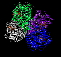 Tetramer of aldehyde dehydrogenase 2 with a space filling model of NAD+ in each active site.[1]