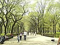 A Picture of the Trees in Central Park, NYC